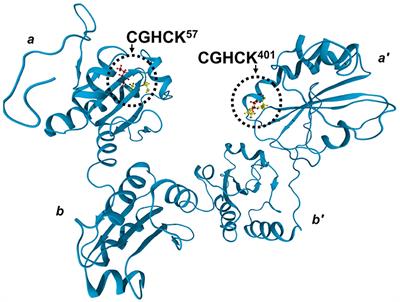 Conserved Residues Lys57 and Lys401 of Protein Disulfide Isomerase Maintain an Active Site Conformation for Optimal Activity: Implications for Post-Translational Regulation